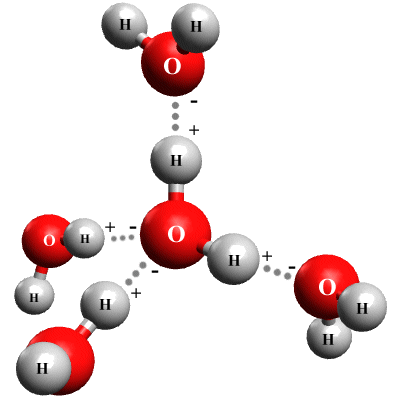 A water molecule can form hydrogen bonds with up to four other water molecules