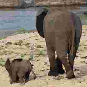 JPEG image of elephants, compression 90%, 3,172 bytes