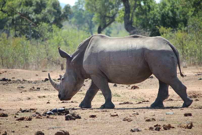 My photograph of a rhino is stored on Flickr with the fiename 27620788101_affca4677d_o.jpg